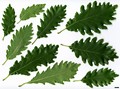 SpeciesSub: 'Kortrijk' (Q.petraea × Q.pubescens)